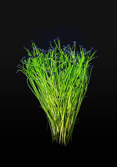 G Chives-8686