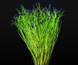 G Chives-8686
